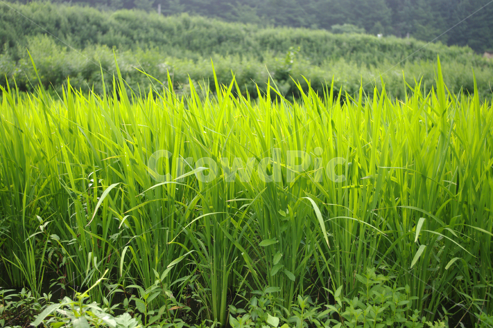 논,벼,농촌,초록,식물,plant,산업,industry,industrial,농업,농사,agriculture,farming,farming industry