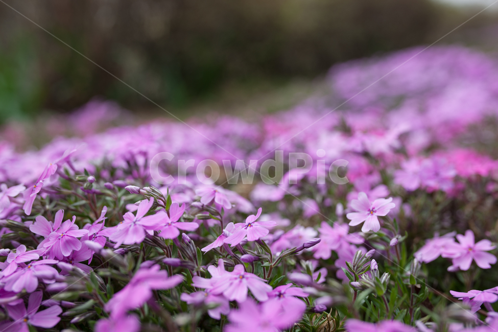 flower,spring,봄,꽃,꽃잔디,봄,계절,spring,season,식물,자연,plants,nature,꽃,flower,blossom,geranium,제라늄,plant