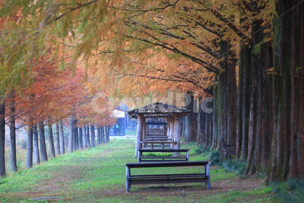 담양,메타세쿼이아가로수길,자연,풍경,단풍,가을,계절,fall,autumn,season,자연,풍경,nature,landscape,한국자연풍경,한국자연경관,korea nature landscape,식물,plants,나무,trees,wood,furniture,가구,bench,벤치,plant,tree,grass,잔디