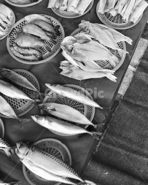 생선,물고기,고등어,생선시장,fish,수산물,해산물,fishery products,seafood,흑백,모노톤,monochrome,black and white