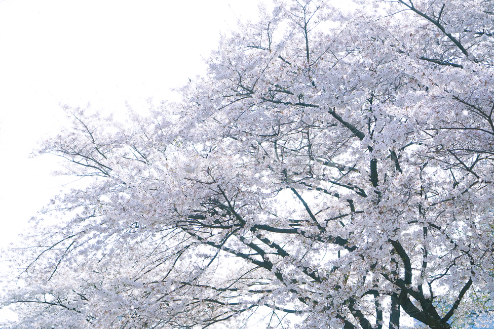 벚꽃,꽃,벚꽃길,벚꽃나무,봄,핑크,분홍,분위기,nature,자연