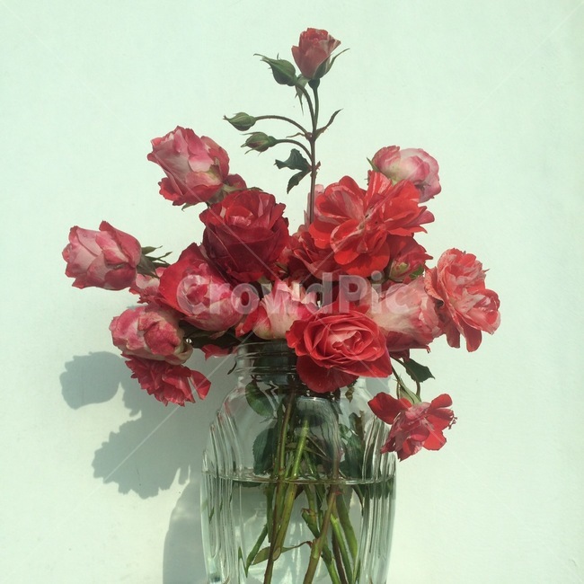꽃,자연,식물,flower,nature