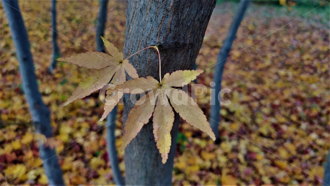 엽록소,애기단풍,가을단풍,가을,plant,식물,leaf,잎,tree,나무,treetrunk,나무줄기,가을,계절,fall,autumn,season,식물,자연,plants,nature,나무,trees,wood