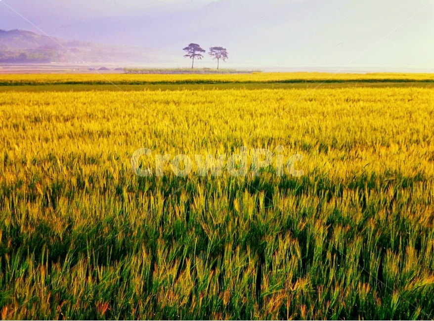 봄,보리밭,풍경,허동,평사리들녘,자연,풍경,nature,landscape,field,들