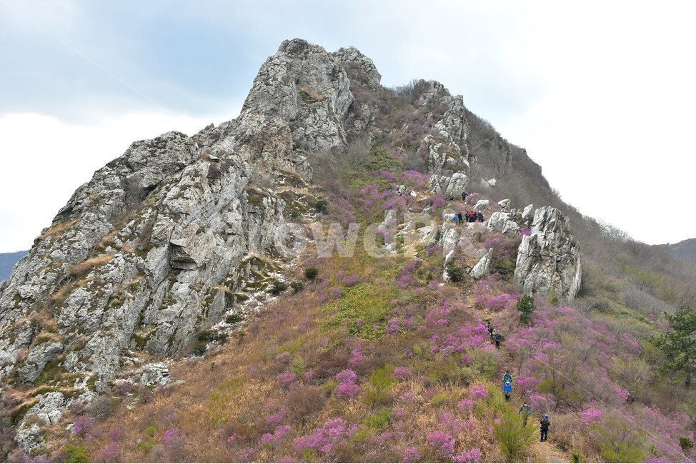 주작산,덕룡산,종주,진달래,풍경,기암,바위,비경,봄풍경,진달래꽃,강진,명산,산행,등산,마운틴,힐링,mountain,landscape,자연,natural,봄,계절,spring,season,자연,풍경,nature,landscape,한국자연풍경,한국자연경관,korea nature landscape,outdoors,옥외