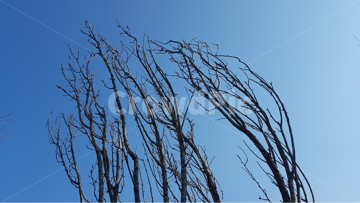 나무,하늘,sky,trees,나뭇가지,날씨,풍경,청량,여름,맑음,nature,weather,summer,landscape,tree,wood,식물,plant,plants,식물,자연,plants,nature,나무,trees,wood