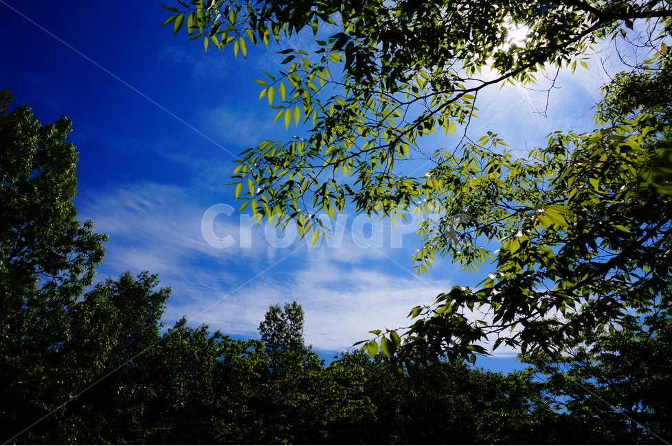 봄,상림공원,나무,초록,하늘,시원시원,상쾌,산책,자연,풍경,nature,landscape,flare,플레어,light,빛,tree,plant,식물