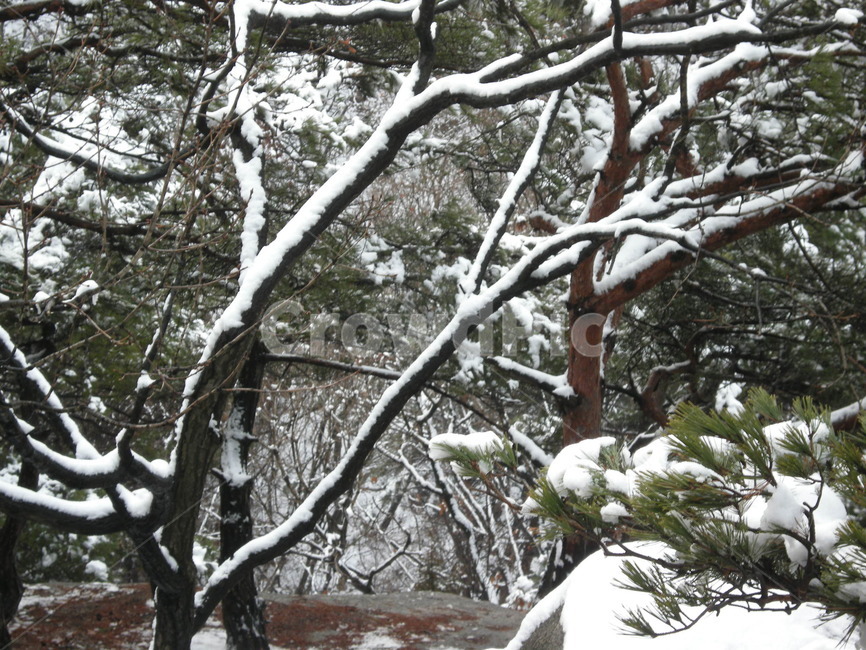 눈,눈꽃,등산로,나무,등산,산,수락산,겨울,snow,winter,tree