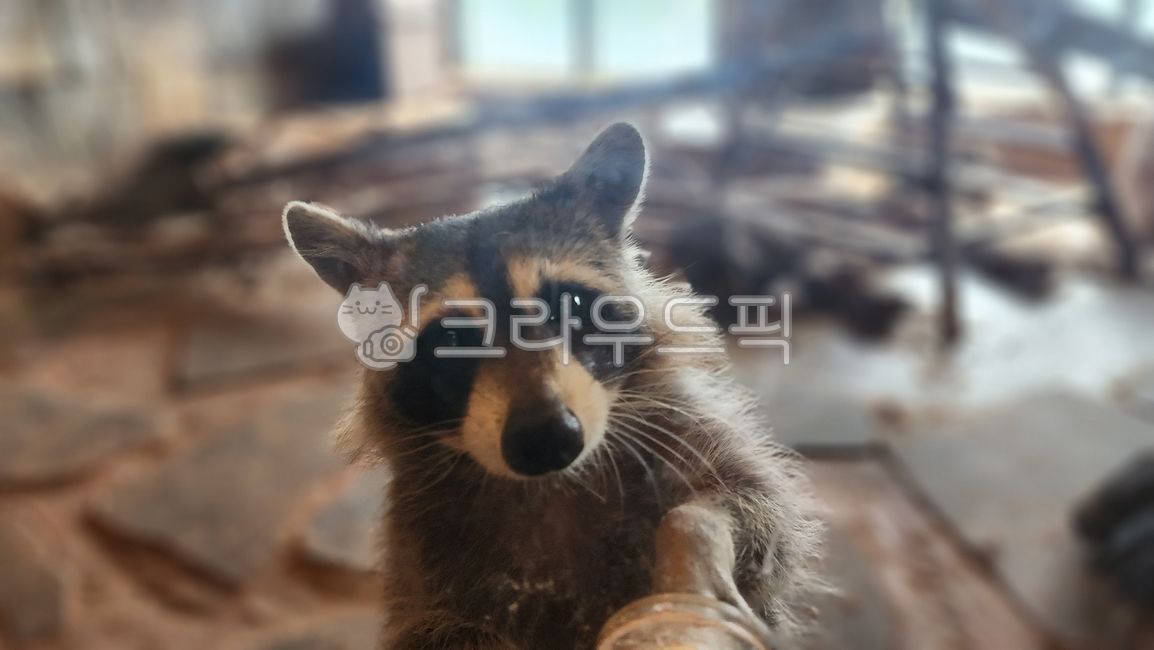 동물,포유류,animal,너구리,귀여운