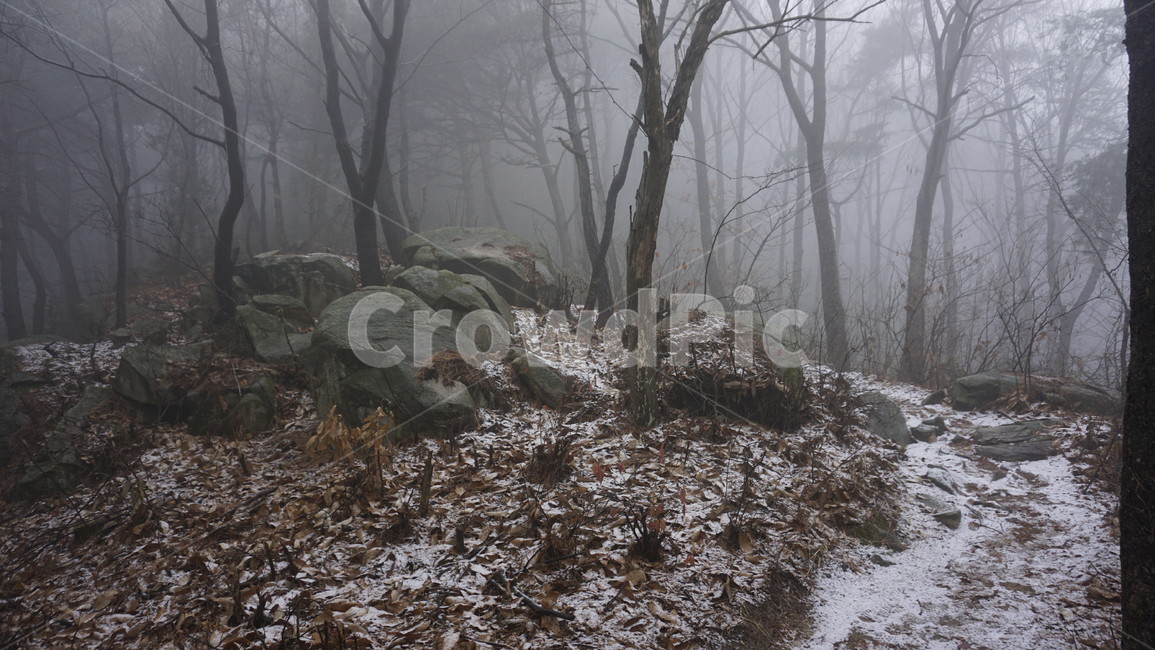 나무,숲,산,안개,겨울,눈,겨울,계절,winter,season,자연,풍경,nature,landscape,weather,날씨,outdoors,옥외,ground,바닥