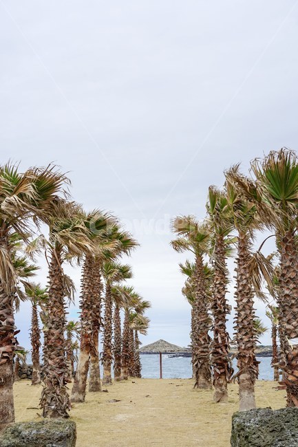 palm tree,Jeju scenery,Beach,tree,jeju island