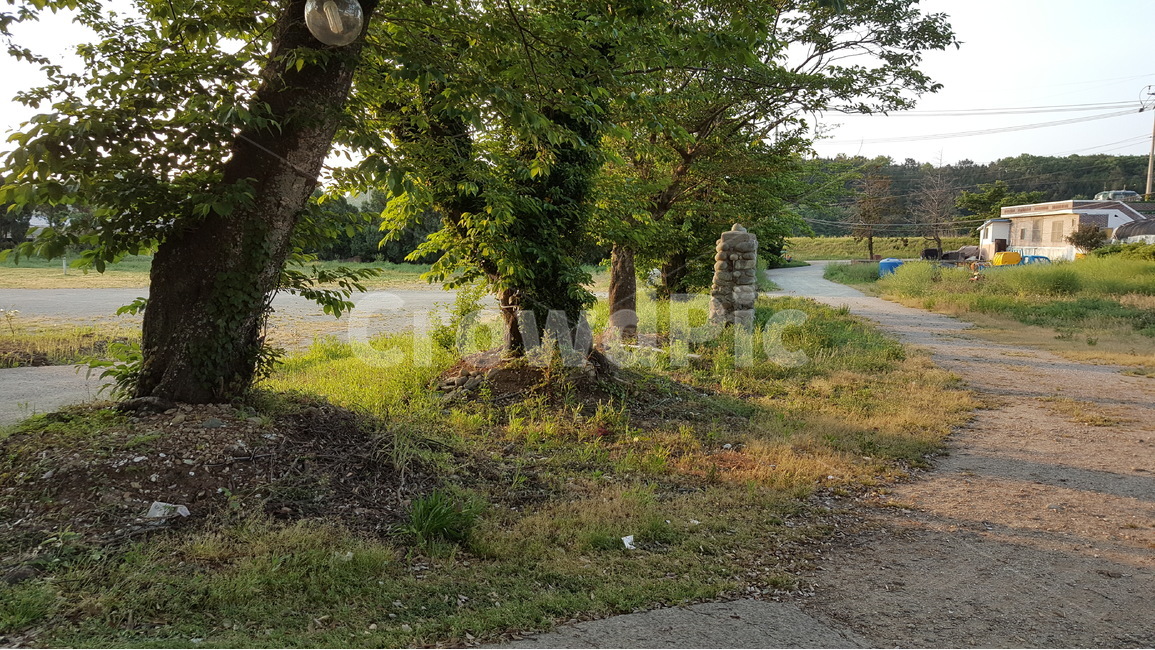 벚나무,자연,풍경,봄,고향,학교운통장,그늘,아침,5월,자연,풍경,nature,landscape,tree,나무,plant,식물,tree trunk,나무 줄기