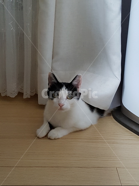 코숏,고양이,흰색,검정색,핑크,동물,animal,포유류,mammal,고양이,cat,kitten,kitty