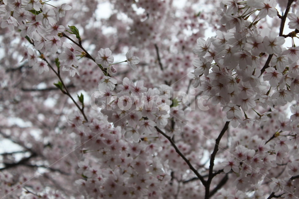 벚꽃,벚나무,봄꽃,꽃,자연,cherryblossom,봄,계절,spring,season,식물,자연,plants,nature,꽃,flower,plant,blossom