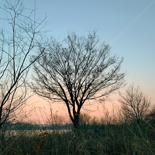 쓸쓸함,해질녘,해질녁,초저녁,해떨어질때,해질때,해지기전,해지는풍경,풍경,큰나무,겨울나무,가을나무,한강,한강공원,nature,자연,tree,나무,plant,식물,옥외,outdoors,야외,아름다운풍경,산책,산책길,산책길풍경