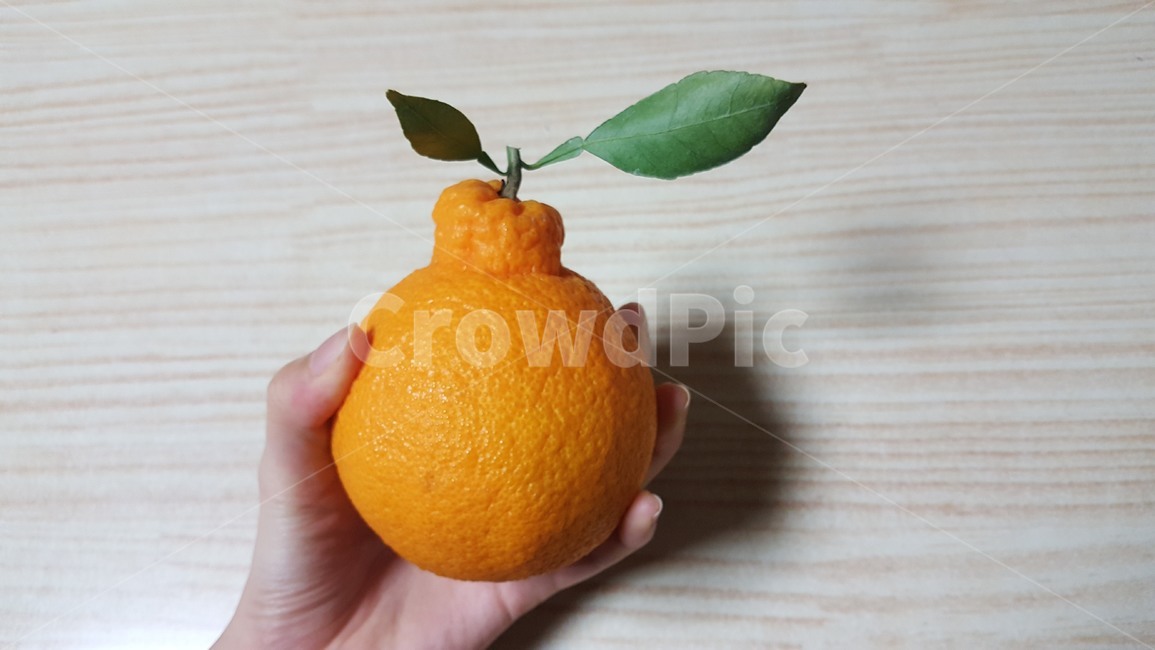 과일,한라봉,특산물,제주도,노란한라봉,사람,인물,인간,human,person,신체일부,몸,body,음식,식재료,요리,food,cook,meal,dishes,food reserves,과일,열매,fruit