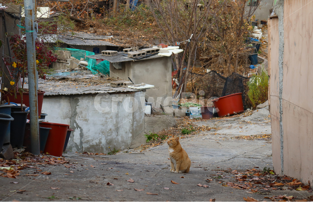 고양이,길냥이,길고양이,시골,백사마을,판자촌,허름,달동네,시골,마을,풍경,landscape,country,rural,town