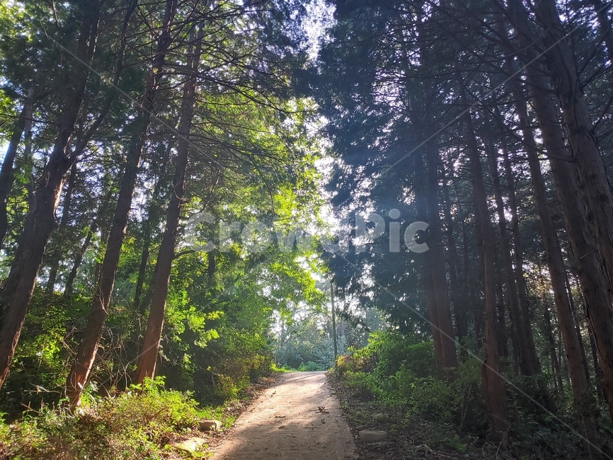 도로,plant,바닥,ground,나무,tree,숲,경치,풍경