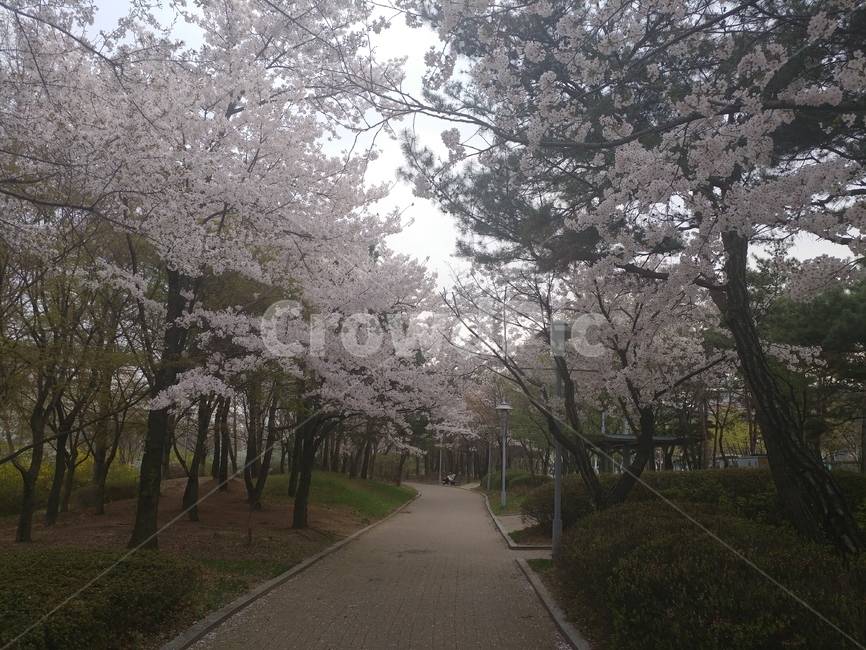 벚꽃,봄,거리,벚꽃거리,꽃