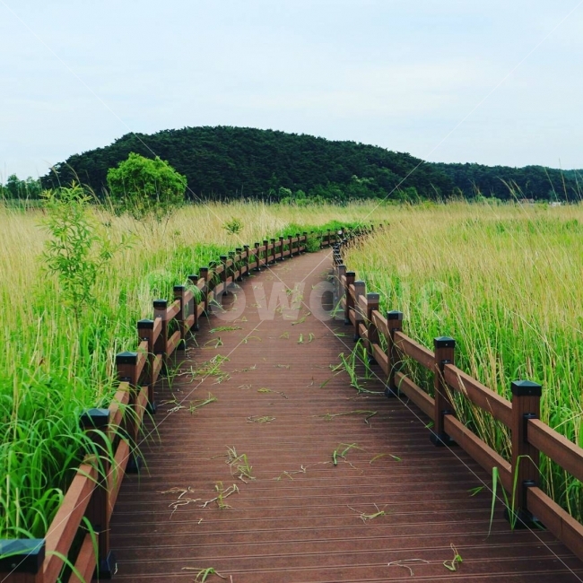 갈대,다리,길,풀,쓸쓸함,자연,풍경,nature,landscape,여름,계절,summer,season,boardwalk,산책로,bridge,building,건물