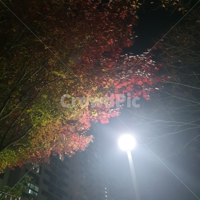 자연,낙엽,가을,가로등,단풍,밤,하늘,나뭇잎,나뭇가지,flare,빛,light,플레어