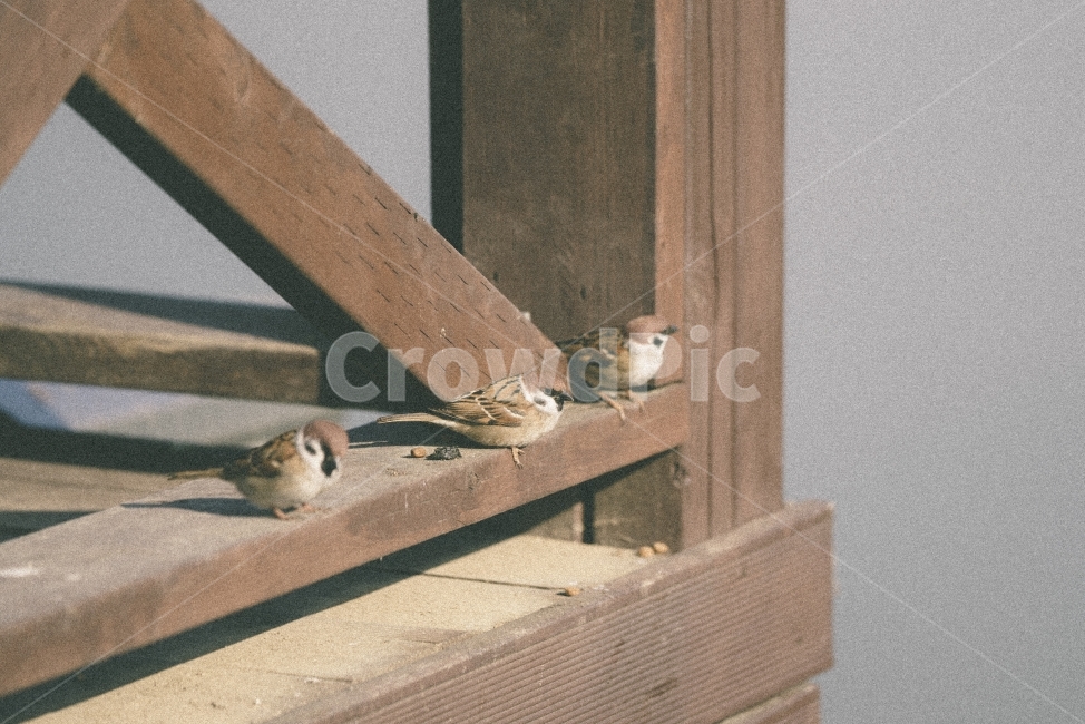 필름,새,참새,풍경,자연,배경,동물,animal,조류,새,birds,감성,sensible,feeling