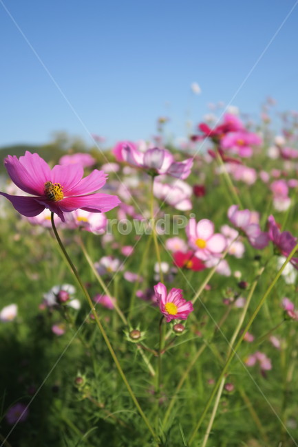 가을,코스모스,가을산책,가을감성,꽃,가을,계절,fall,autumn,season,식물,자연,plants,nature,꽃,flower,plant