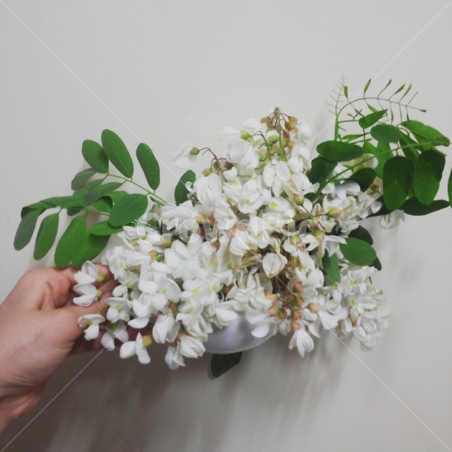 꽃,꽃꽂이,꽃부케,flower,아카시아,아카시아꽃,shittahtree,flowerbouquet,flowerarrangement,꽃,flower