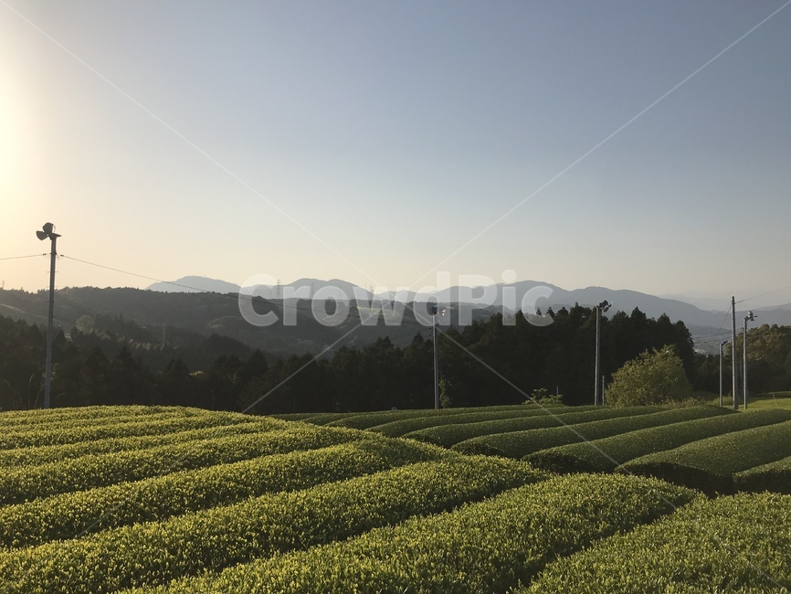 녹차밭,녹차,greentea,mountain,산,밭,자연,풍경,nature,landscape