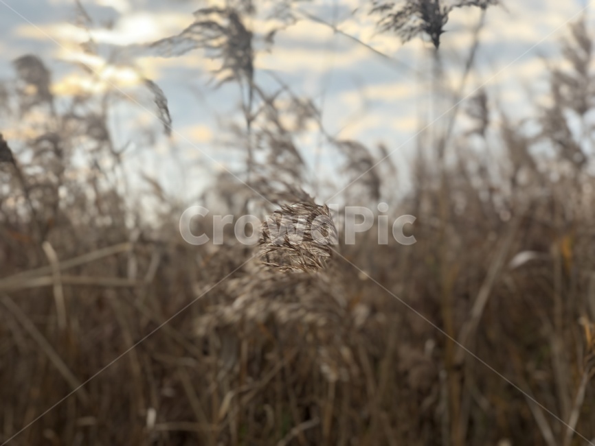plant,식물,grass,lawn,잔디,갈대,갈대밭,가을