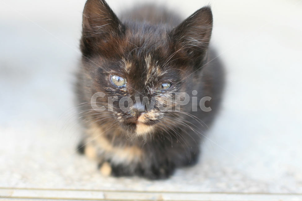 animal,동물,포유류,고양이새끼,pet,애완동물,고양이,cat,반려동물,검은고양이,아기고양이