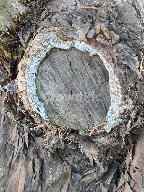 tree,plant,식물,treetrunk,나무줄기,wood,나무,나이,세월,감성,클로즈업,closeup,history,고목,절단,결,질감,텍스처,texture,거칠다,나무,trees,wood