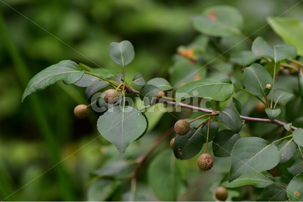 콩배나무,열매,야생화,꽃,식물,자연,생태,플라워,flower,plants,nature,식물,자연,plants,nature,과일,열매,fruit