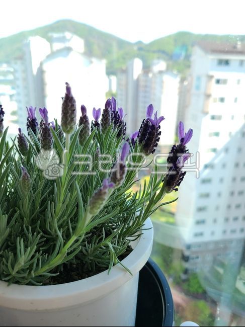 plant,식물,꽃,라벤더,보라꽃