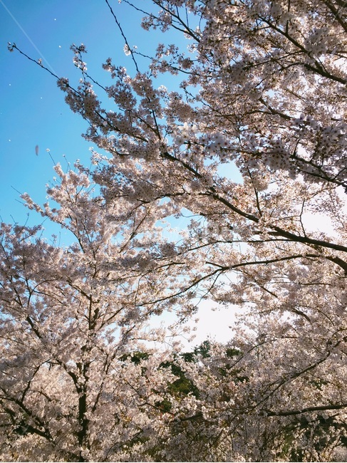 벚꽃,배경,배경화면,바탕화면,순천만,파란하늘,분홍꽃,꽃,하늘,푸른하늘,봄,나무,sky,flower,spring,season,봄꽃,벚꽃나무,자연,나들이,식물,감성,봄느낌,하얀벚꽃,순천,여수,미러리스,background,봄,계절,spring,season,자연,풍경,nature,landscape,plant,blossom,cherry blossom