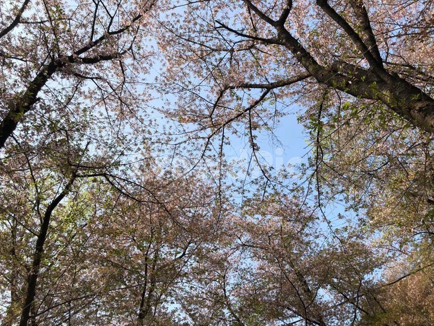 하늘,나무,풍경,꽃,힐링,숲,자유,공원,자연,휴양림