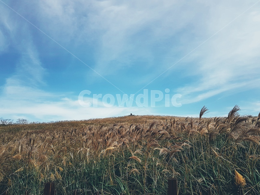 갈대밭,하늘,reed,sky,hill,갈대,가을,계절,fall,autumn,season,자연,풍경,nature,landscape,plant,식물,grass,잔디
