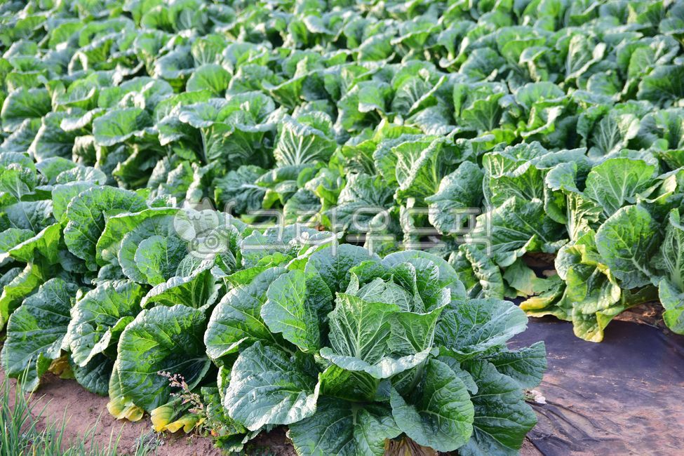 배추,김치재료,포기,한포기,농산물,농작물,배추포기,재료,식재료,야채,음식,포기배추,채소,먹거리,배추잎,잎,가을,food,foodreserves,cabbage,배추밭,밭,농사,배추농사,밭농사,녹색,초록,그린,farming,field,green,음식,식재료,요리,food,cook,meal,dishes,food reserves,채소,야채,vegetables