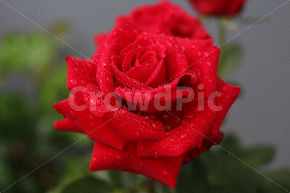 장미,rose,꽃,flower,canon,100d,dslr,스냅,picture,식물,자연,plants,nature,꽃,flower