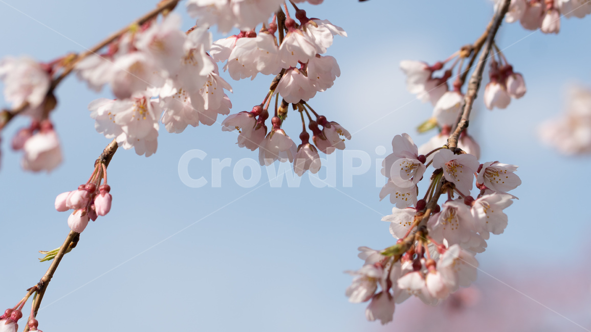 벚꽃,봄,벚꽃나무,자연,꽃,flower,spring,파란하늘,식물,푸른하늘,봄,계절,spring,season,식물,자연,plants,nature,꽃,flower,plant,blossom,cherry blossom