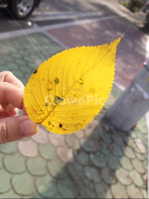 단풍잎,노랑,가을,나뭇잎,낙엽,식물,자연,plants,nature