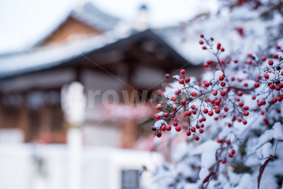 눈,기와,한옥,나무,열매,겨울,추위,맑음,빨강,하양,snow,Koreanstylehouse,tile,roof,winter,cold,식물,자연,plants,nature,한국전통,한국문화,korean traditional,korean culture,겨울,계절,winter,season