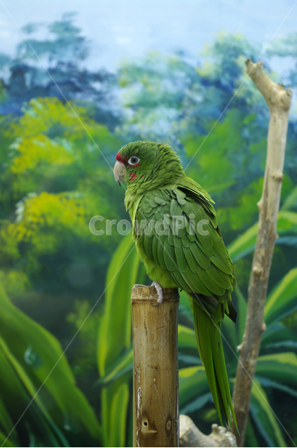 새,조류,앵무새,color,bird,동물,animal,조류,새,birds