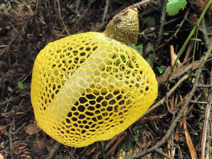 노란망토버섯,망토버섯,신기한버섯,버섯,plant,식물,fungus,진균류,산,풀,자연