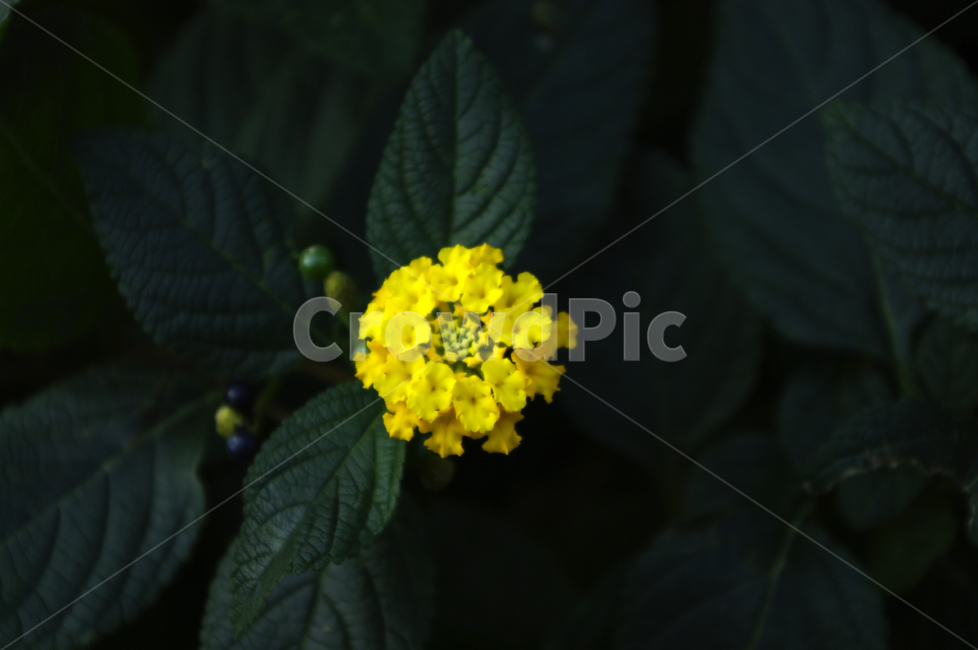꽃,식물,flower,plant,란타나,식물,자연,plants,nature,꽃,flower