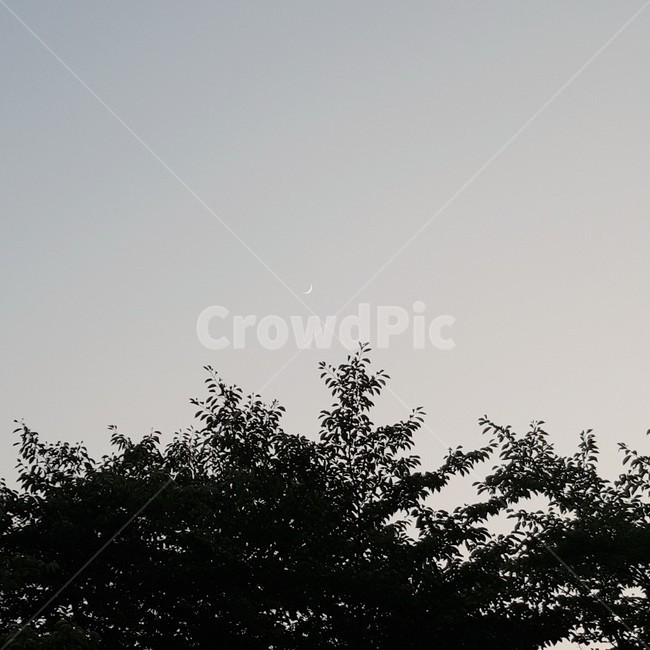 하늘,초승달,나뭇잎,달,풍경,자연,감성,sky,newmoon,leaf,moon,nature,landscape,sensibility,식물,초저녁,잎사귀