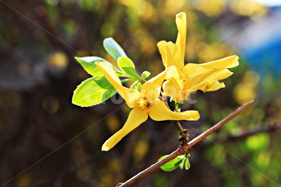 개나리,꽃,나무잎,자연,배경,봄,계절,spring,season,식물,자연,plants,nature,꽃,flower,plant