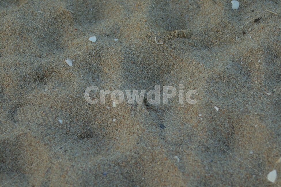 바닥,땅,모래,조개,발자국,바다,해변,자연풍경