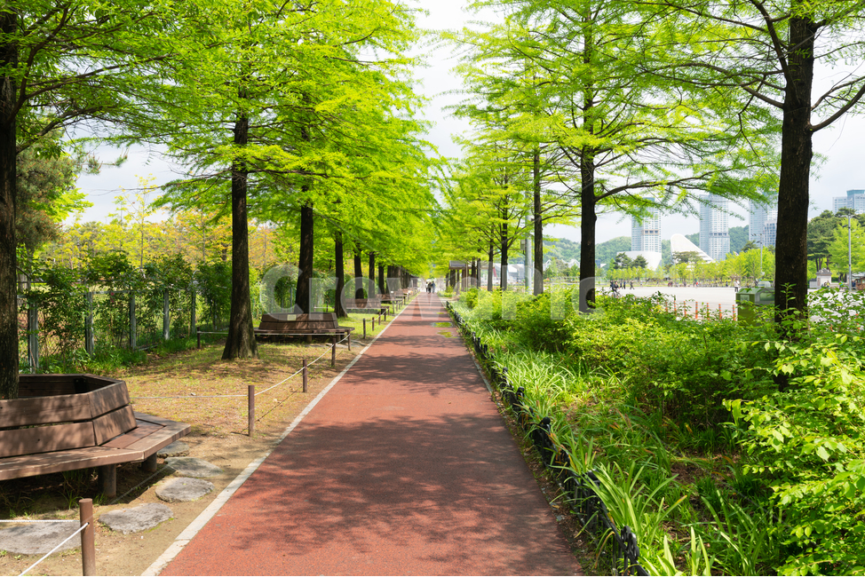 산책로,숲길,나무길,나무,나무의자,자연,풍경,nature,landscape,한국자연풍경,한국자연경관,korea nature landscape,lawn,잔디,outdoors,옥외,grass,plant,식물,park,공원,path,통로,furniture,가구,bench,벤치