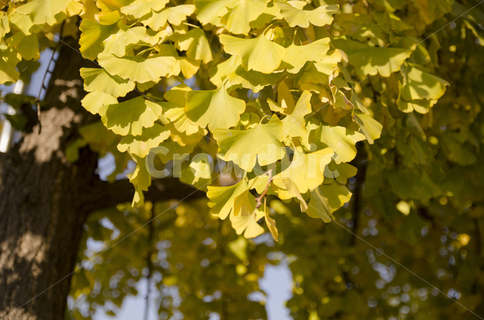 가을,은행나뭇잎,노란색,노랑,나뭇잎,가을,계절,fall,autumn,season,leaf,잎,plant,식물,tree,나무